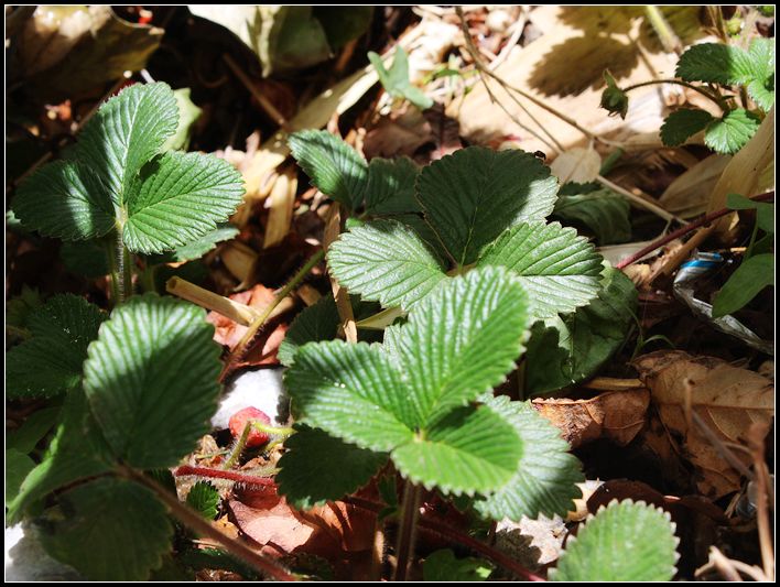 六点钟猜成语_看图猜成语(2)