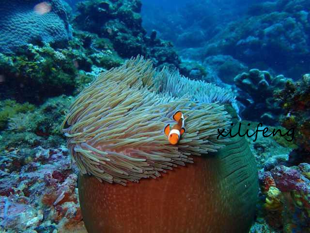西沙群岛旅游什么时候去最好