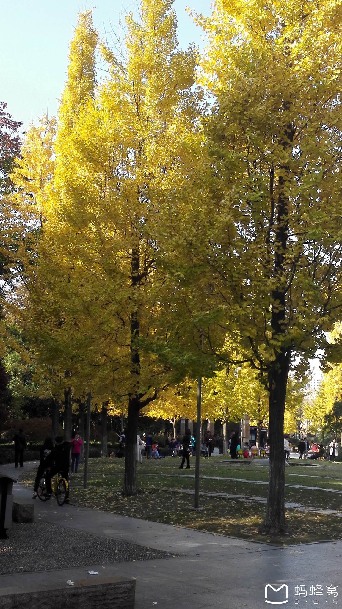 杭州的古武林门和万向公园的银杏树