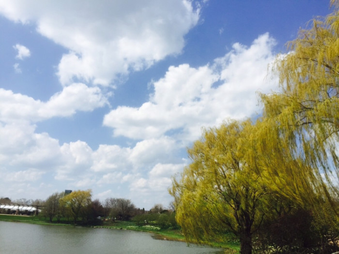 被称为风城的芝加哥天气经常很糟糕吗