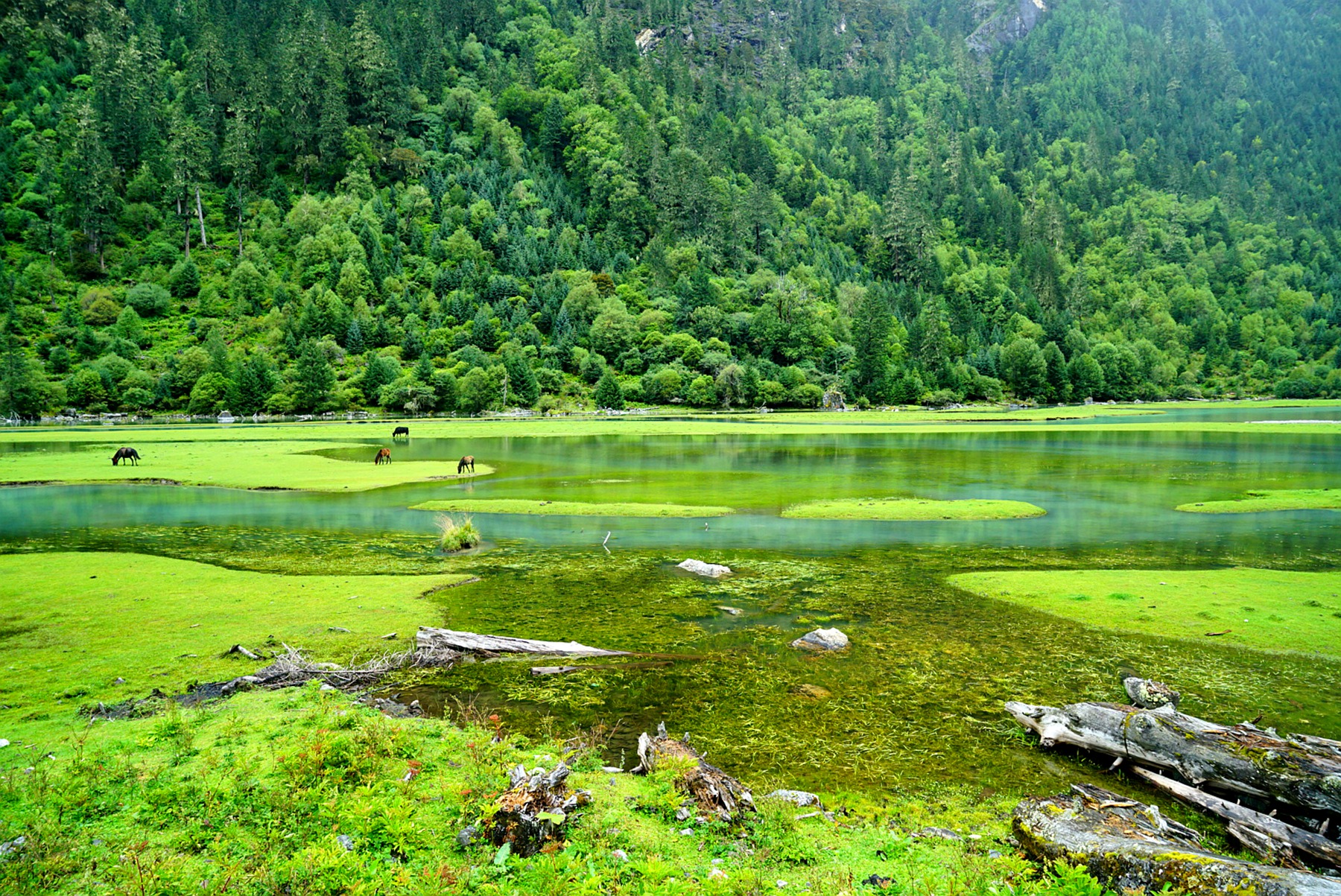 回复游记:川西,江河湖海遇见你