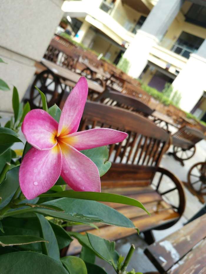 春节适合全家的旅游地,国内或国外都可以