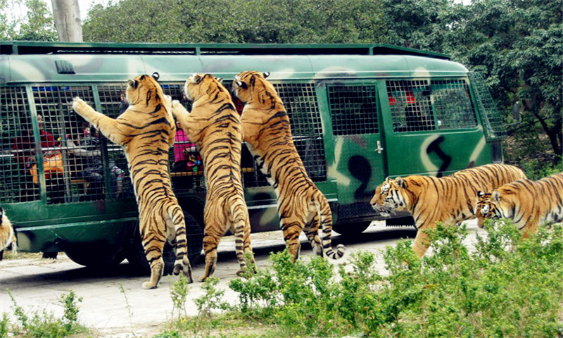 深圳 野生动物园团队票(是一家放养式动物园,建于深圳西丽湖畔,园内