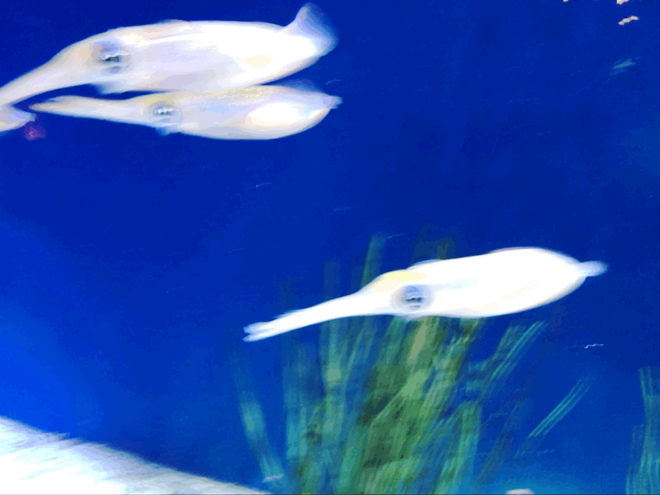 蒙特瑞湾水族馆        