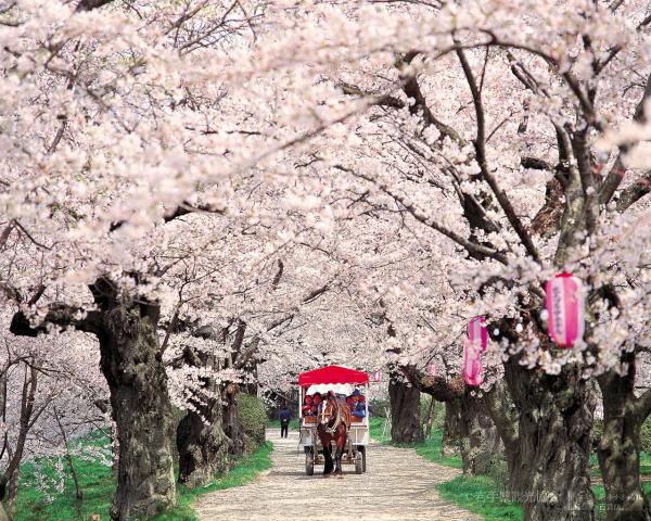 2017年日本樱花季什么时候,樱花前线开花时间