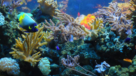 吉隆坡水族馆(Aquaria KLCC)坐落在繁荣的金三角地区核心地段,距标志性的双子塔 (Petronas Twin Towers) 仅数步之遥,水族馆内设施先进,游客可在吉隆坡会展中心 (Kuala Lumpur Convention Centre) 中央大厅不规则伸展的多层空间欣赏超过 5000 种海洋与陆地生物。 水族馆内不容错过的亮点是一座带有自动人行道的高达90米的隧道柜,你可以在这里看到畅游在巨大水族馆中的南非虎头鲨、黄貂鱼、海龟以及其他海洋生物,还可于用餐时间,观看潜水员喂食这些海洋生物的