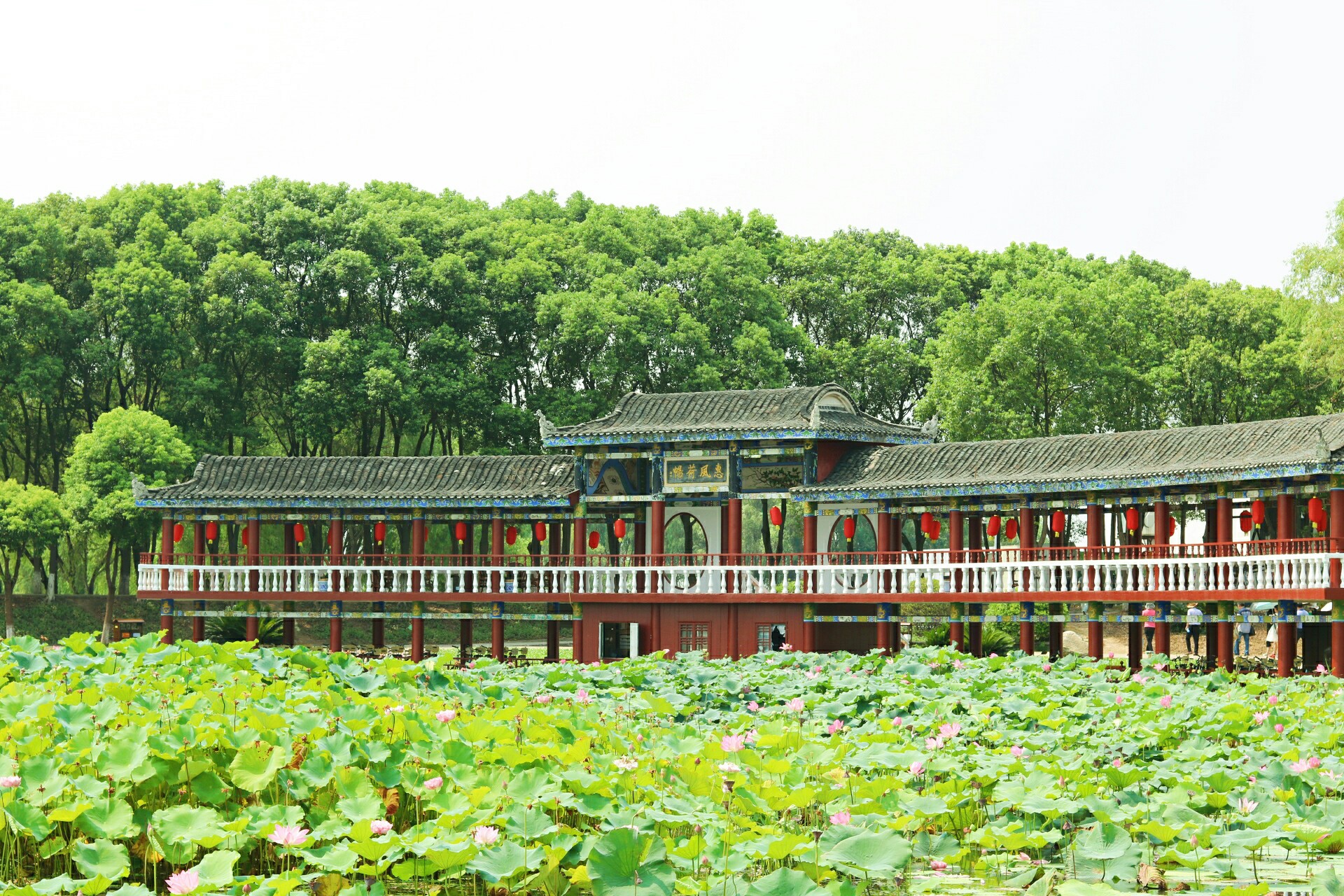 洪湖湖心岛 瞿家湾