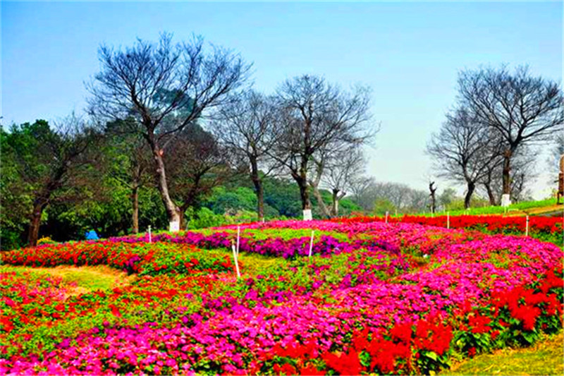 广东东莞梦幻百花洲门票(花卉主题公园 立即生效)