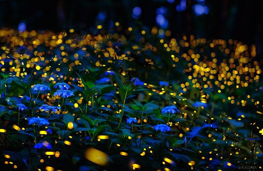 日本的梅雨季反而最好玩?在夜晚追逐萤火虫之光