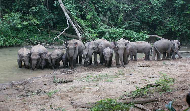 西双版纳野象谷景区电子门票可约雨林牧象探秘亚洲象览雨林风光扫码