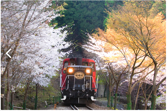 日本岚山嵯峨野观光小火车日本赏枫(大阪关西机场取票)