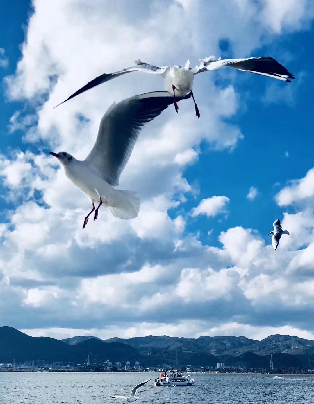 暖冬滇池海埂公园看海鸥