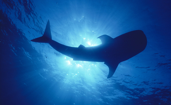 alice鲸鱼评价图片_纵览新闻