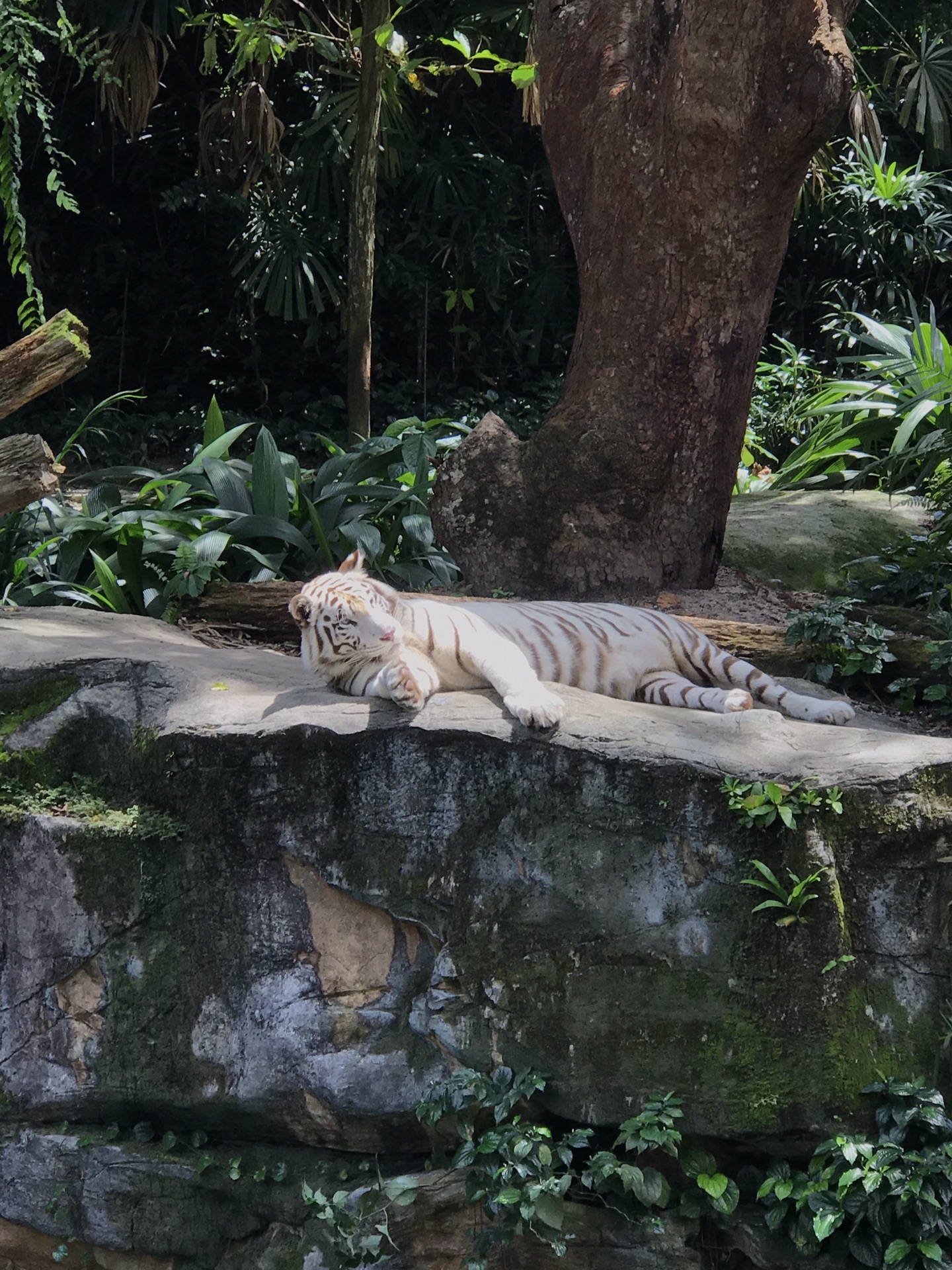 三只虾猜成语_看图猜成语(3)