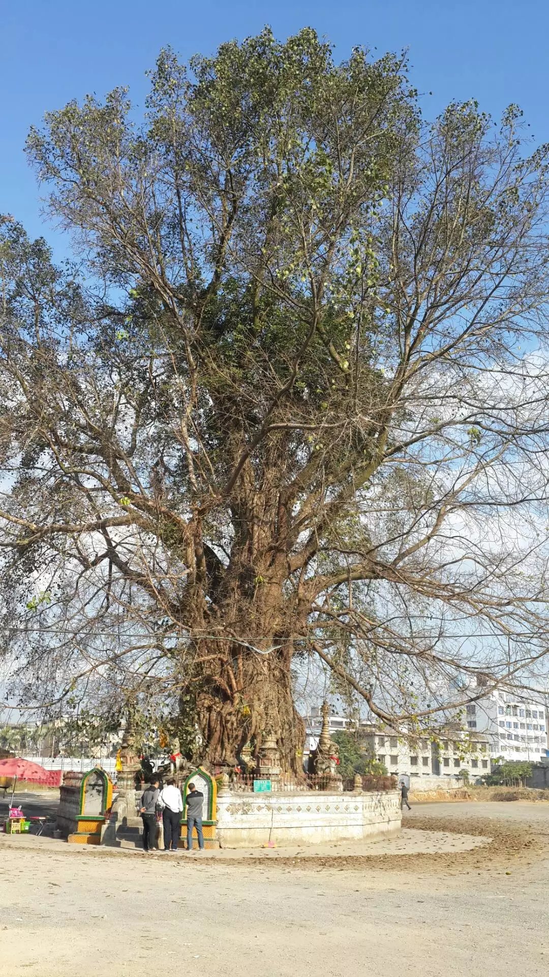 片拆迁后的空地上,树包塔孤零冷落,有三棵树,树包塔,树包树,一棵老树