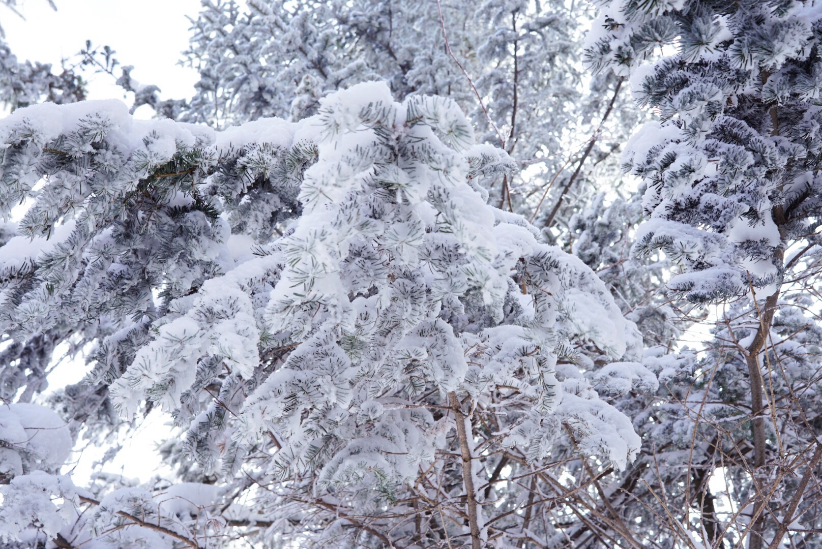 wKgBZ1iyYLSAD8N9AAp2rbyODdc07.jpeg?imageView2%2F2%2Fw%2F600%2Fh%2F600%2Fq%2F90