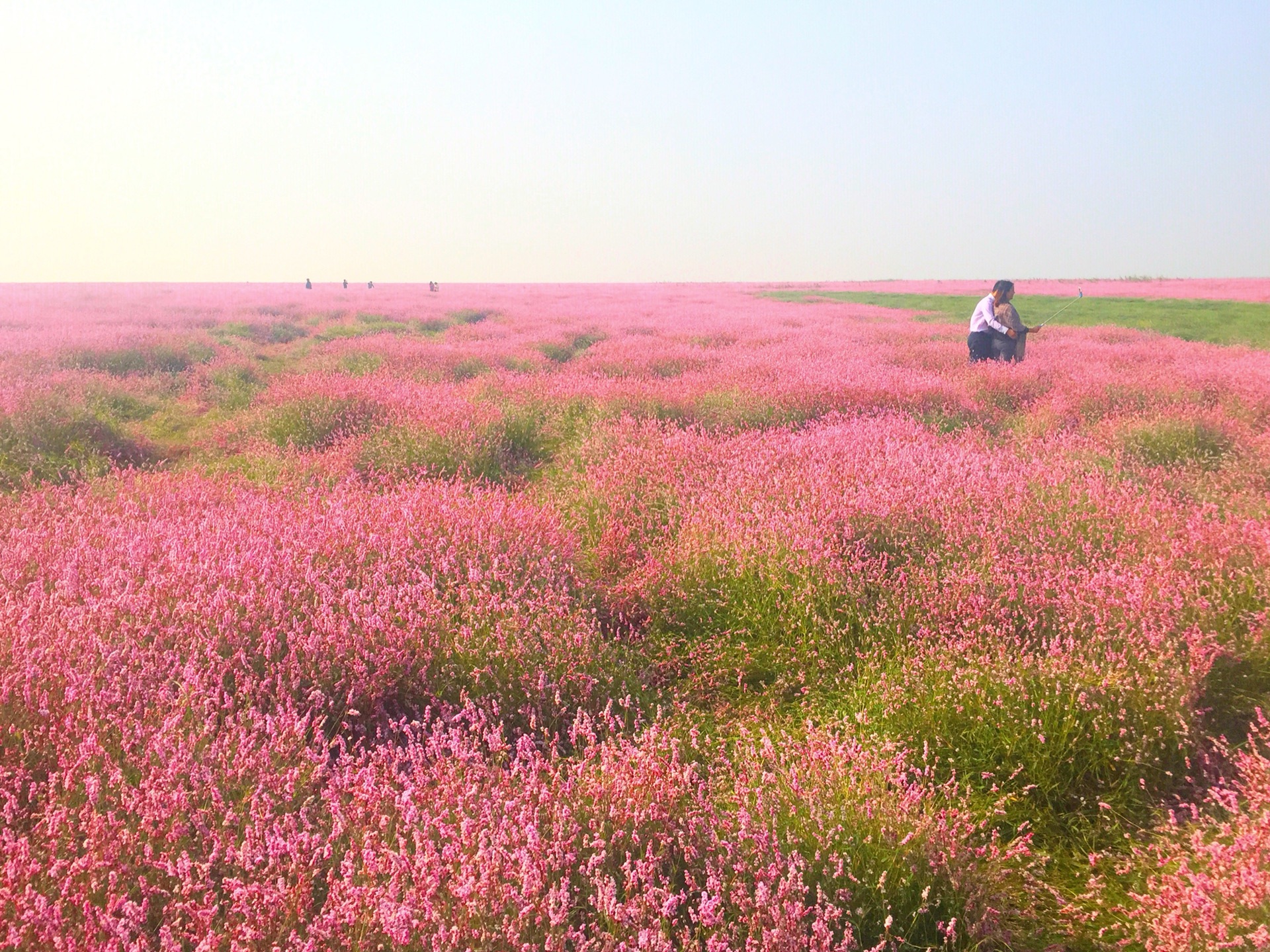 鄱阳湖的蓼子花海(手机拍摄)