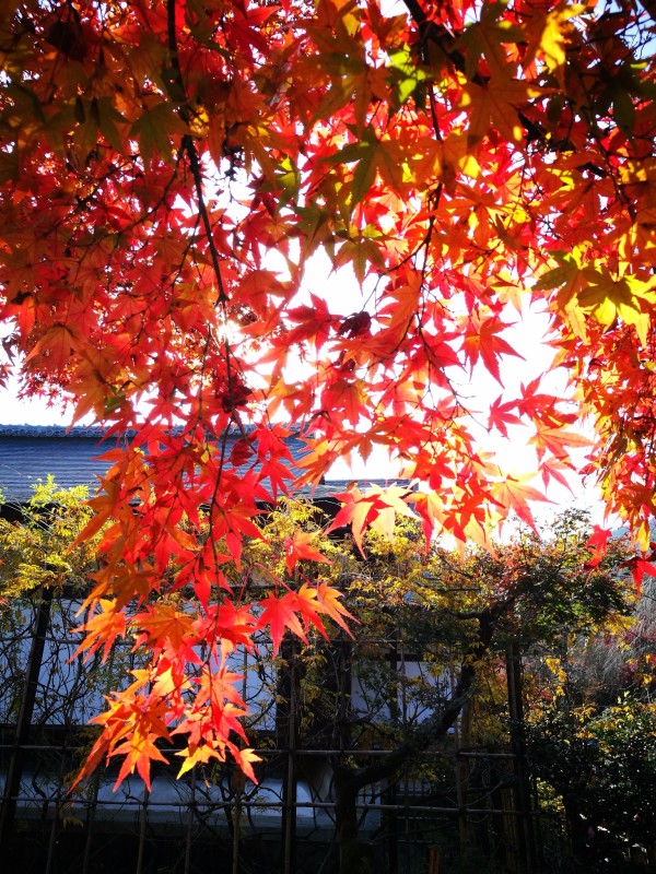 2016年11月日本红叶狩六日自由行游记(含攻略)图片