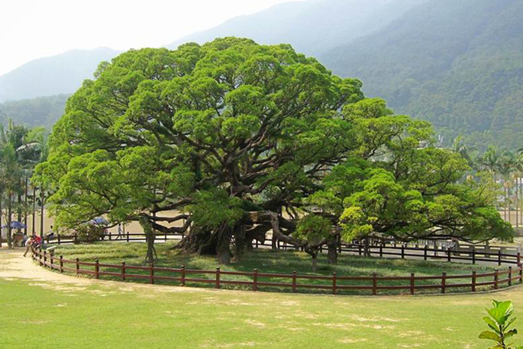 树种排名_最贵的树种排名图片(2)