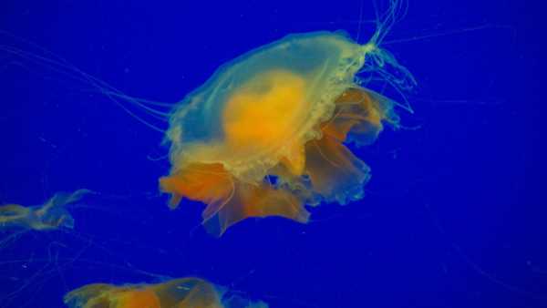 海洋之心图片含义 wKgBZ1iv6bWAG2PZAAZ7HXBPiY023.jpeg?imageView2%2F2%2Fw%2F600%2Fq%2F50