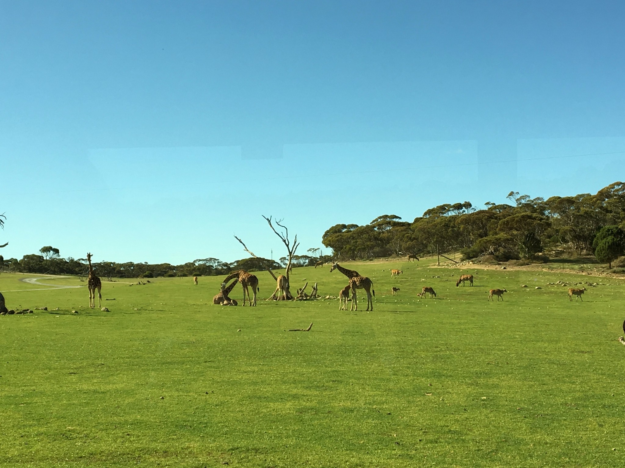 【二】澳大利亚篇之4 south australia【阿德莱德袋鼠