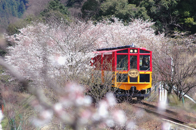 岚山嵯峨野观光小火车     