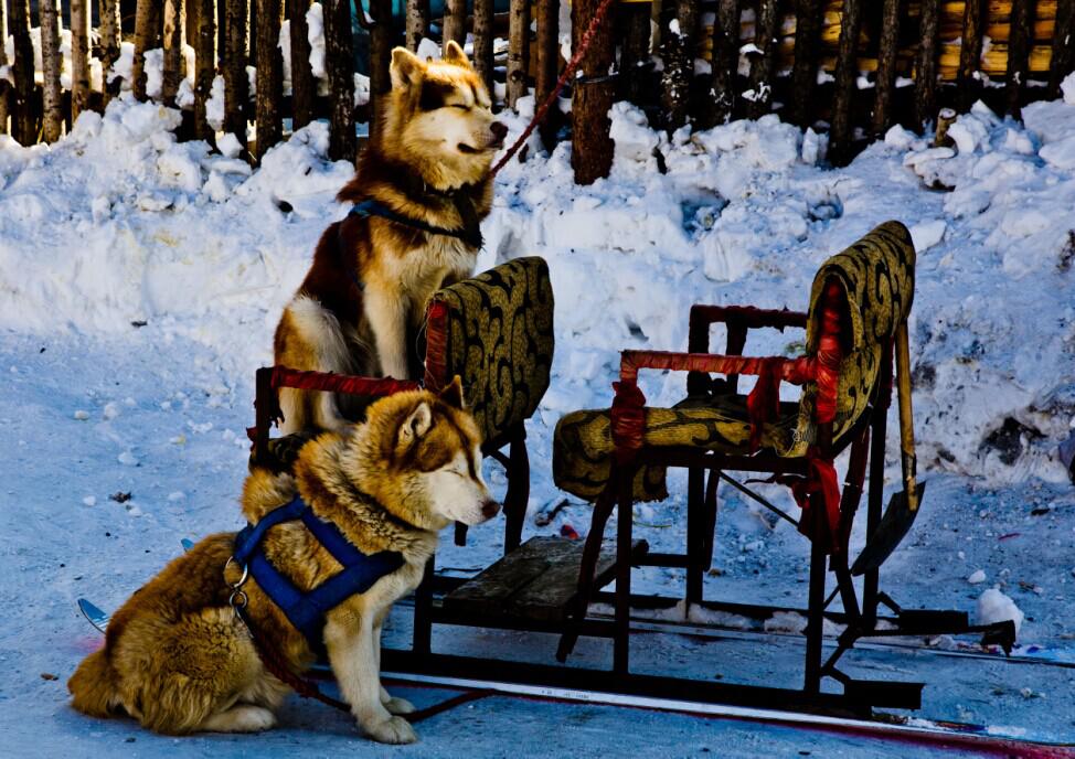 自费体验雪谷特色娱乐项目:马拉爬犁,狗爬犁