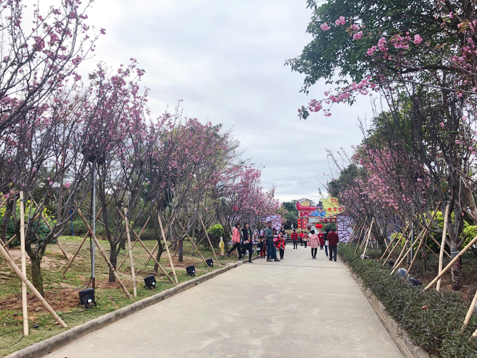 广州从化樱花园
