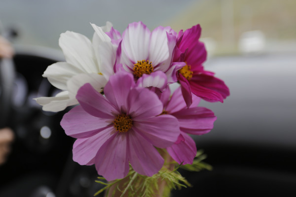 山上的格桑花原版 wKgBZ1mzOdyAI1BcAASrTzmoKrw94.jpeg?imageView2%2F2%2Fw%2F600%2Fh%2F600%2Fq%2F90