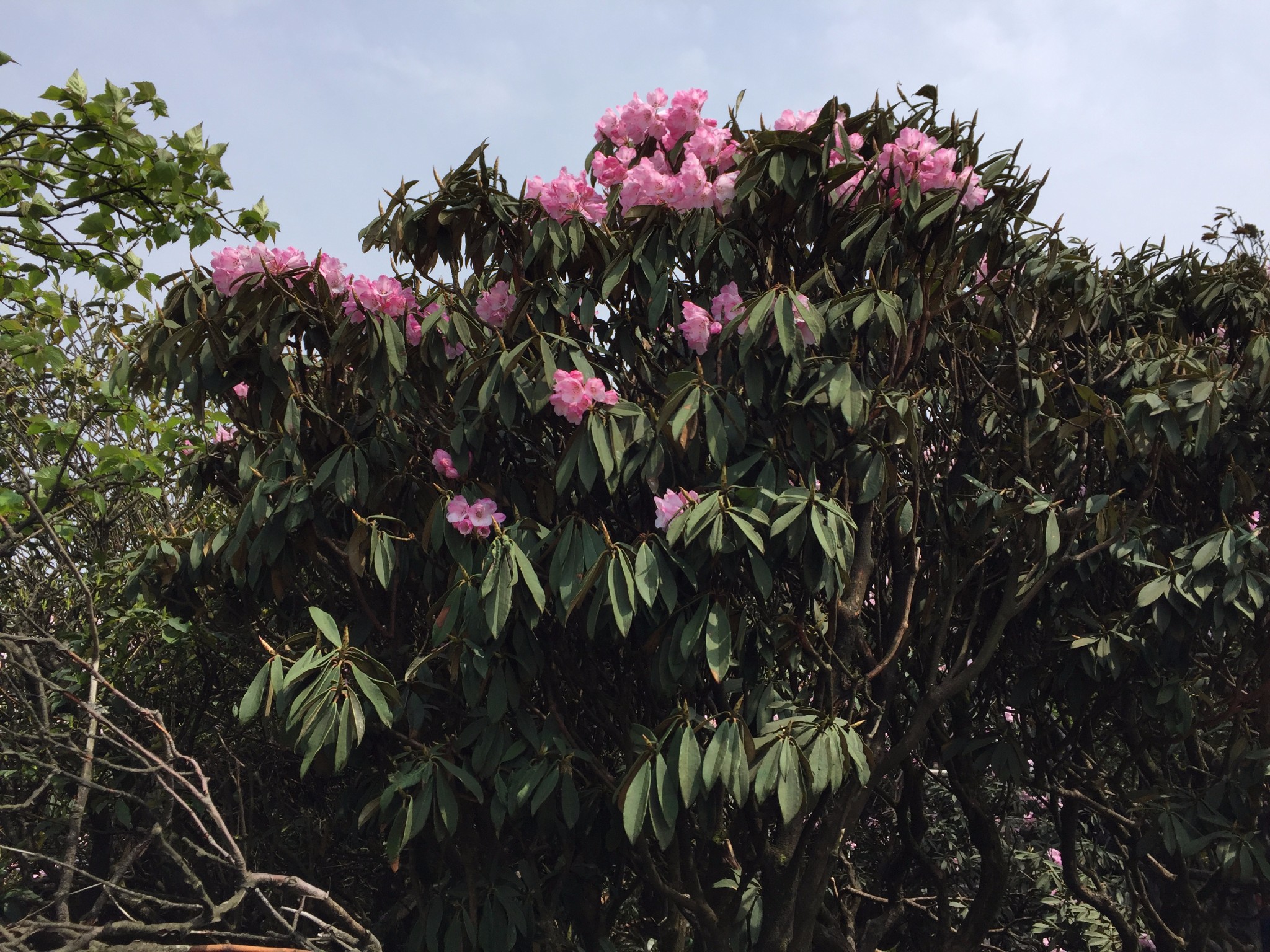 兮,恐美人之迟暮 北坡和西坡之间的煤炭沟,花浪翻涌而来 千年杜鹃王树