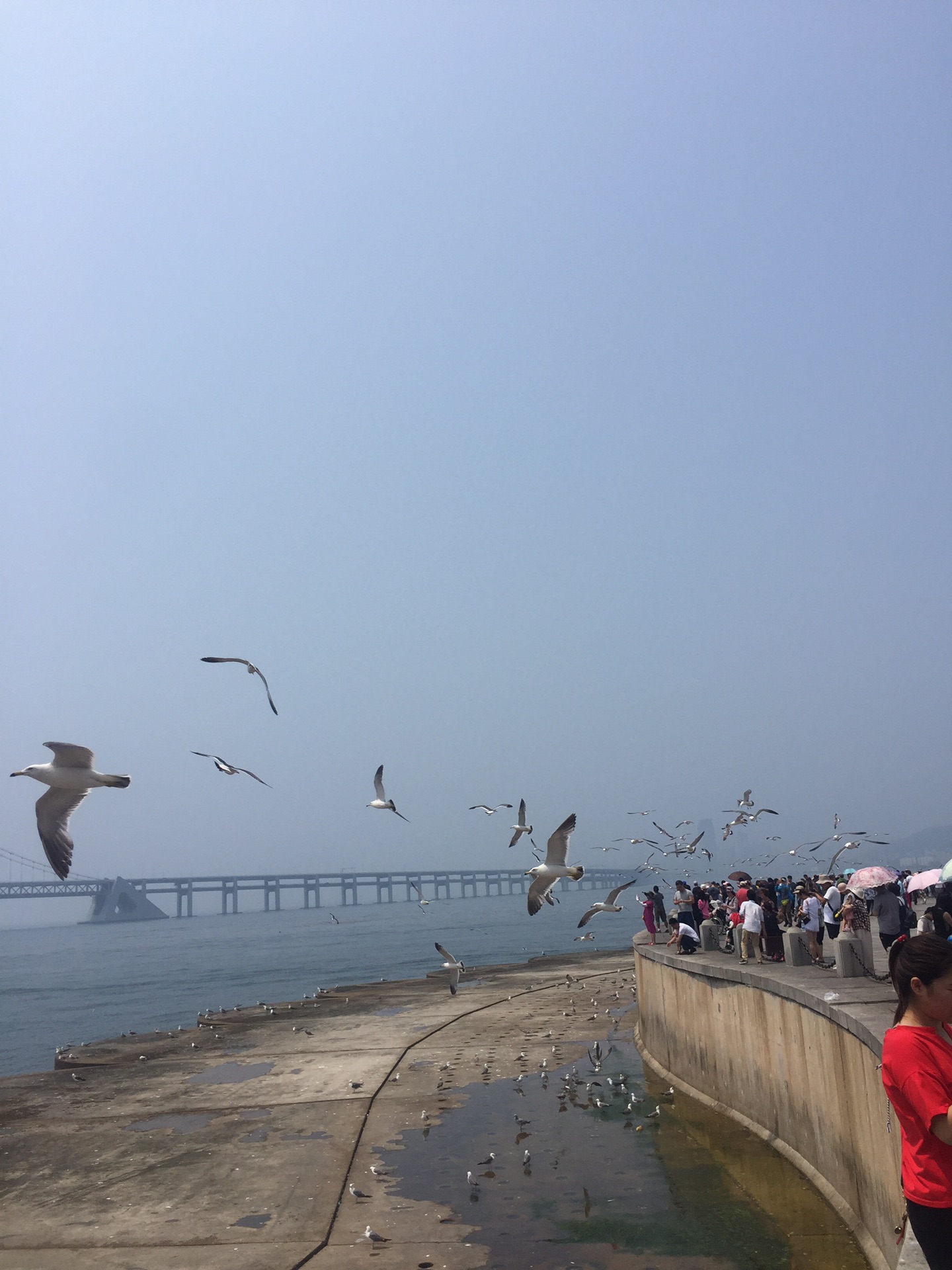 蓝天,大海,海鸥,美丽的大连三日亲子游