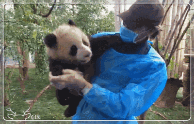 2018看萌宝丨成都大熊猫基地游玩全攻略! - 马蜂窝