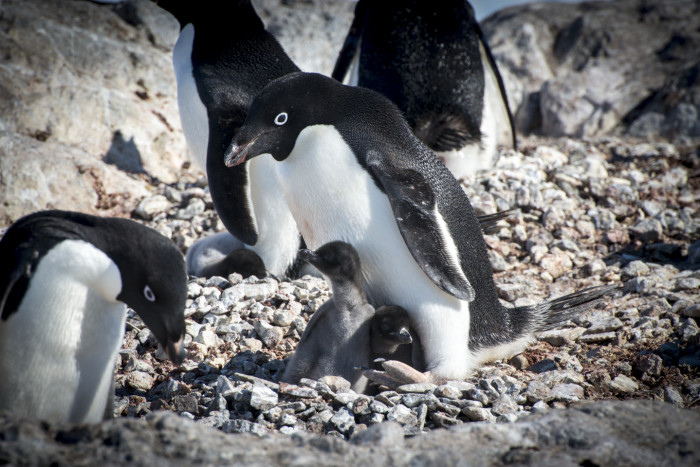 哪个季节去南极好?什么时候去南极最好
