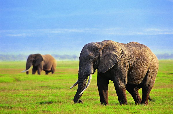 芭提雅大象村泰国有"万象之国"的美称,大象是泰国的国宝,泰国人的