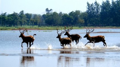 盐城大丰麋鹿国家级自然保护区门票