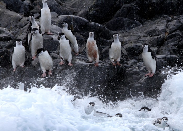哪个季节去南极好?什么时候去南极最好
