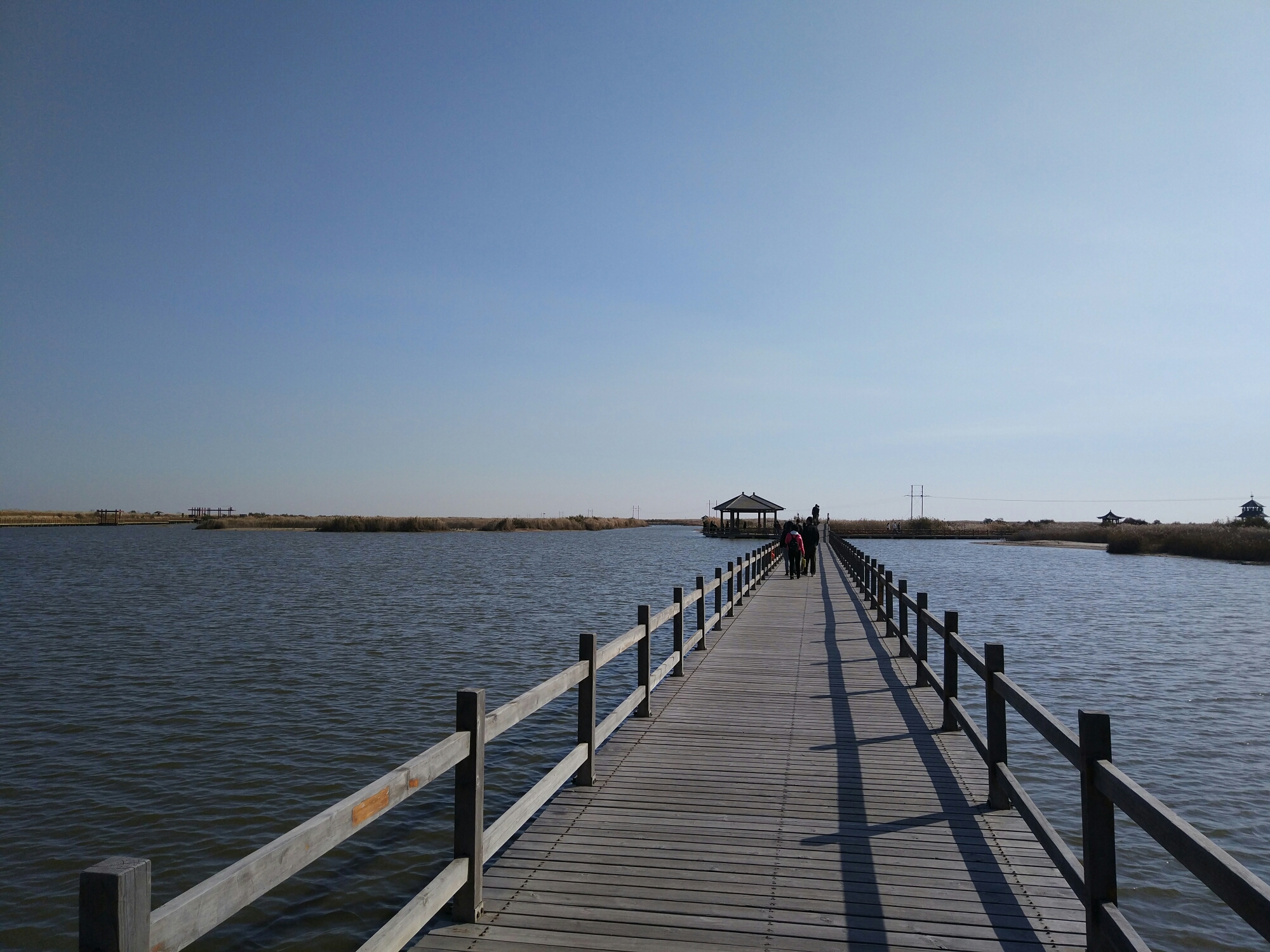 秋季游黄河入海口湿地公园