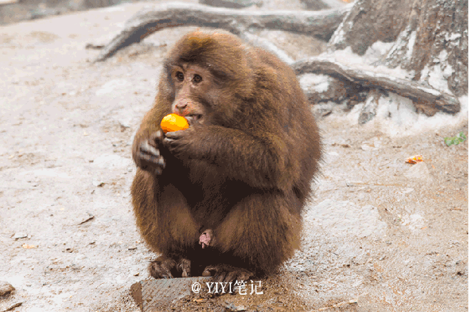 成都出发,峨眉山乐山玩乐全攻略