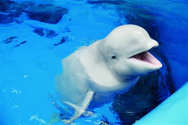 wKgBZ1mYVheAMTT8AABtPUFoQ1848.jpeg?imageView2%2F2%2Fw%2F600%2Fh%2F600%2Fq%2F90