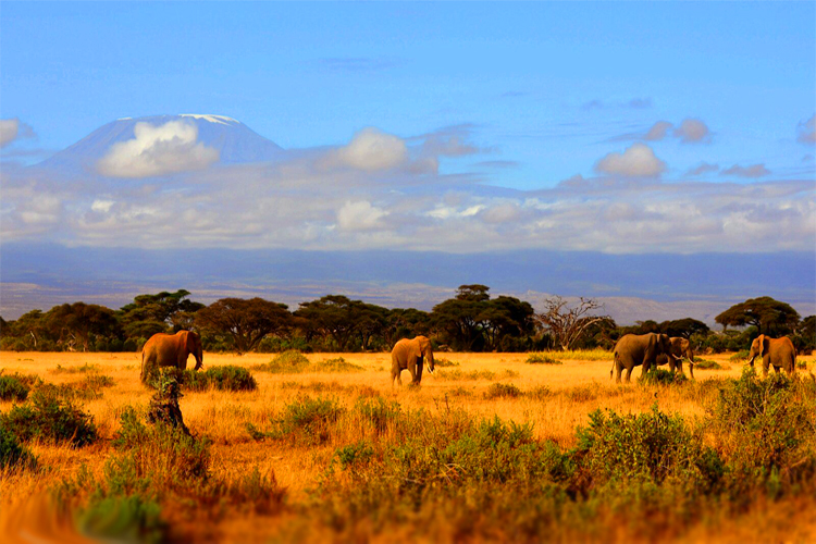 18世纪至今非洲版图safari动物首选国家——kenya肯尼亚!