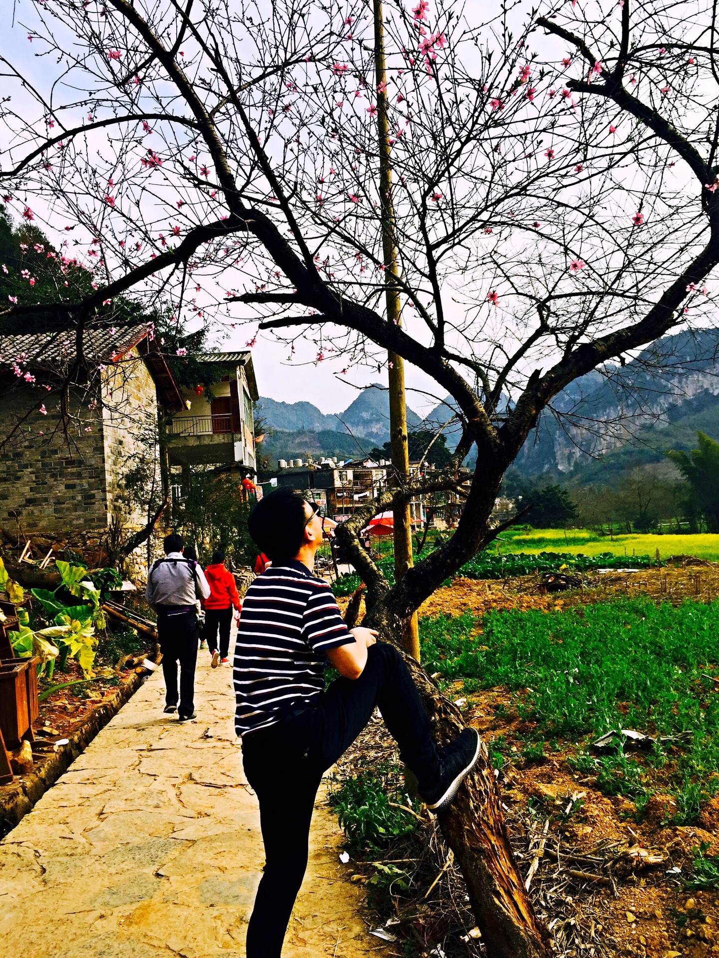 桃花依旧笑春风猜成语_桃花依旧笑春风剧照(3)