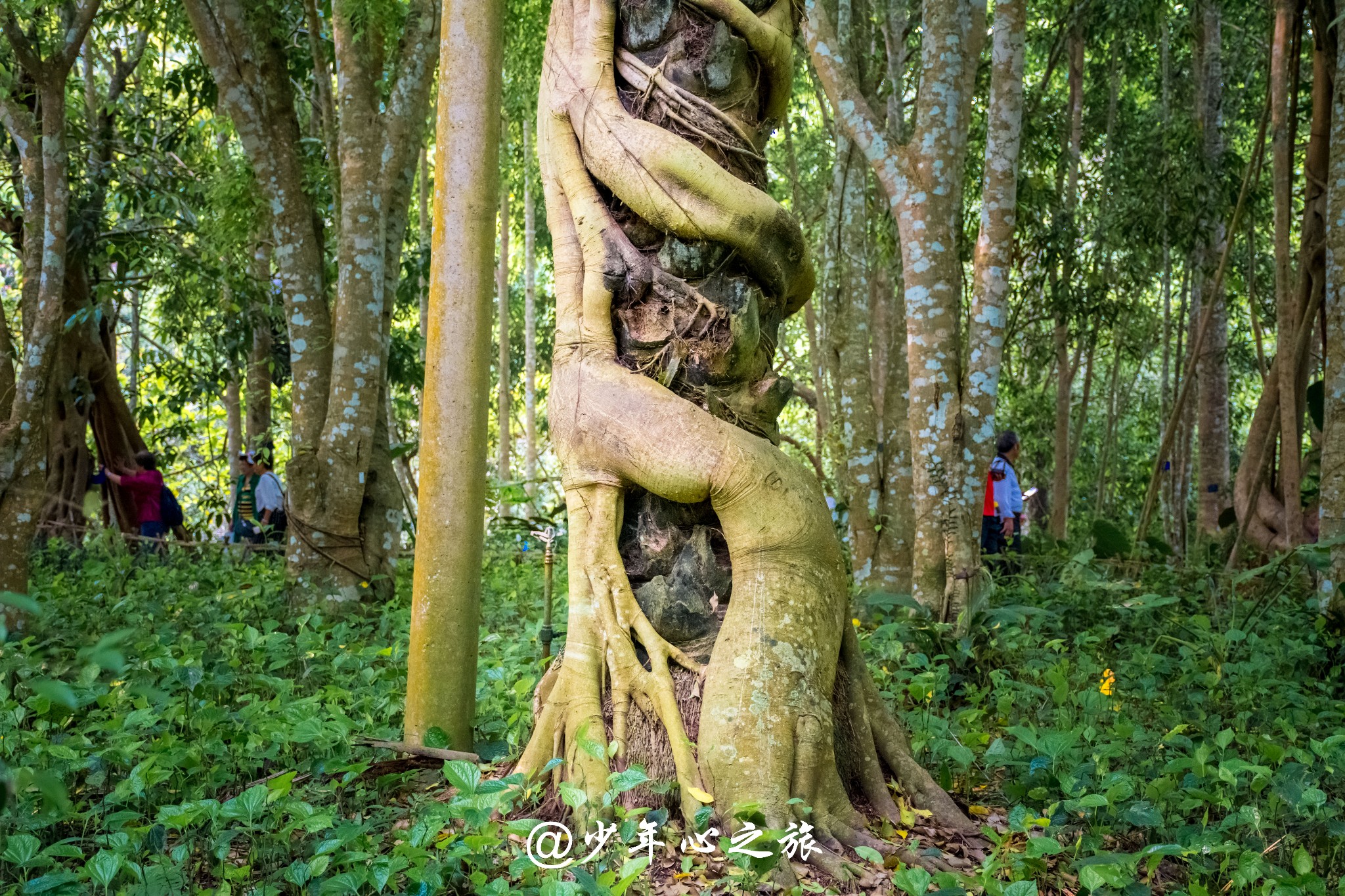 wKgBEFsWaCKAVox7ABCNz_lZjCY42.jpeg?imageView2%2F2%2Fw%2F600%2Fh%2F600%2Fq%2F90