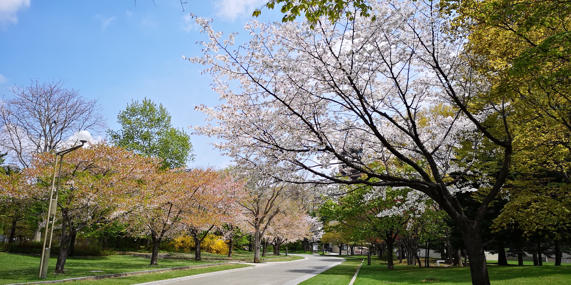 5月北海道 追随18最后一抹初春图片98 札幌旅游景点 风景名胜 马蜂窝图库 马蜂窝