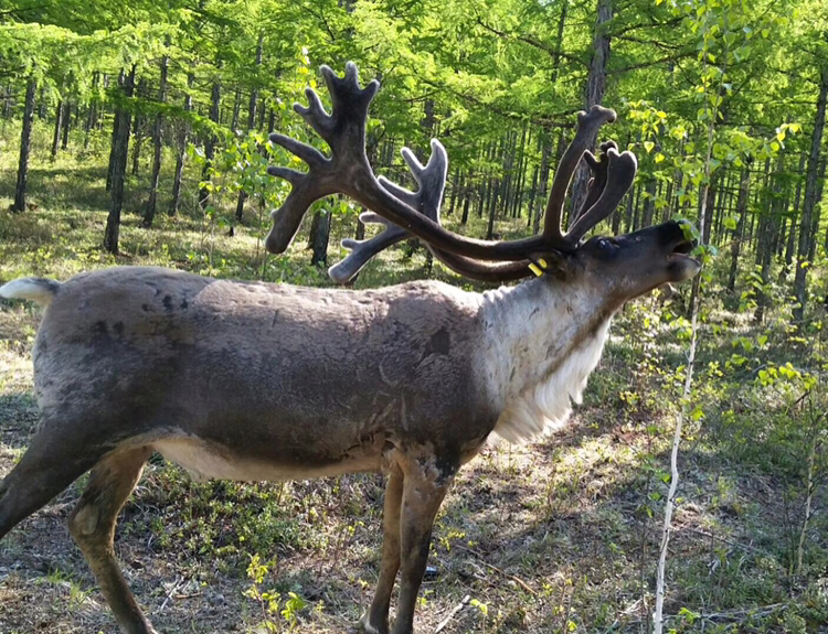 呼伦贝尔一般什么时候去最好