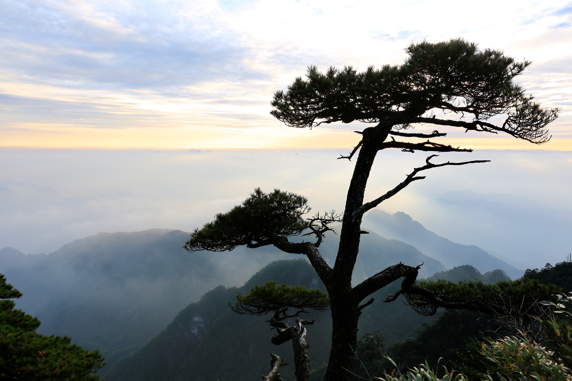 三清山上一棵松,听风饮露,游心物外