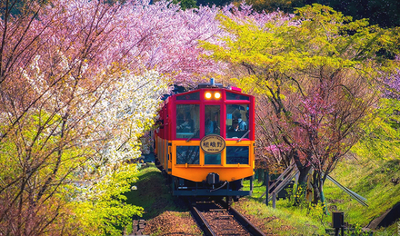 日本 京都嵯峨野岚山小火车(取票超方便 人气必游 保津川溪谷)