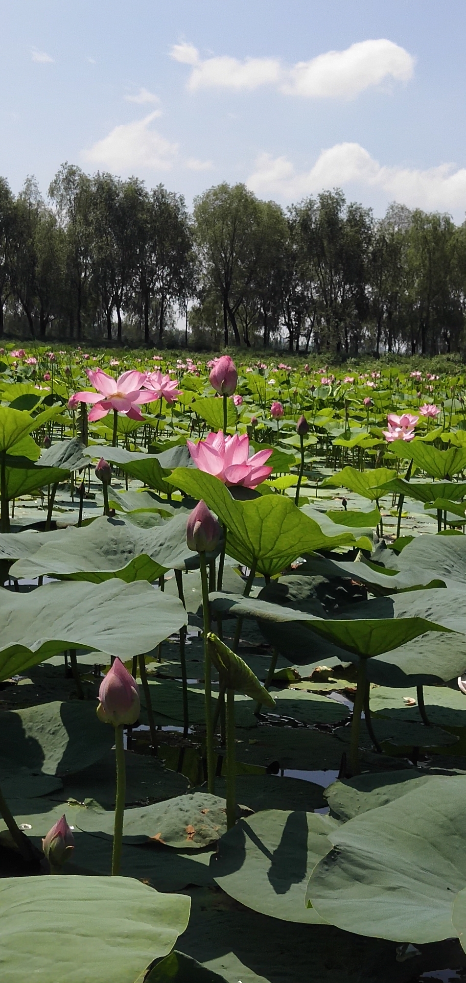 铁岭莲花湖湿地公园游记