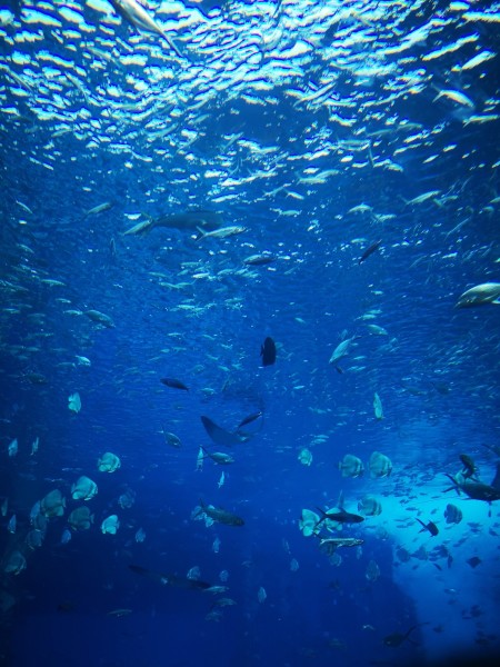 水母世界视频 wKgBEFtyQoiALDcZAB3h4KH1JpE47.jpeg?imageView2%2F2%2Fw%2F600%2Fh%2F600%2Fq%2F90