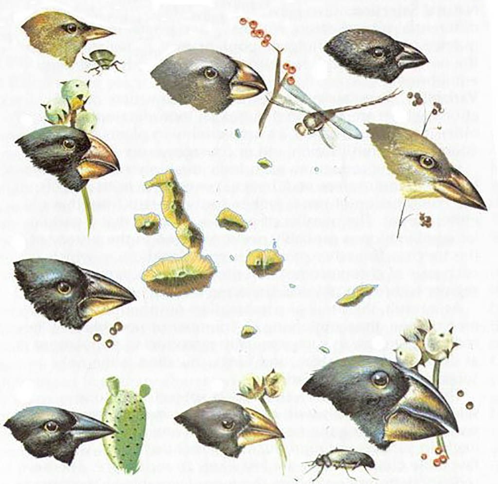 后来,这种雀被命名为"达尔文雀"darwin"s finches