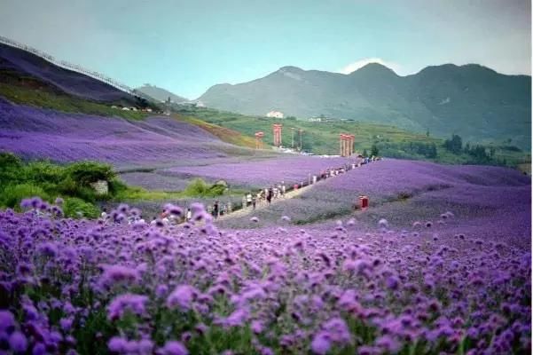             彝山花谷